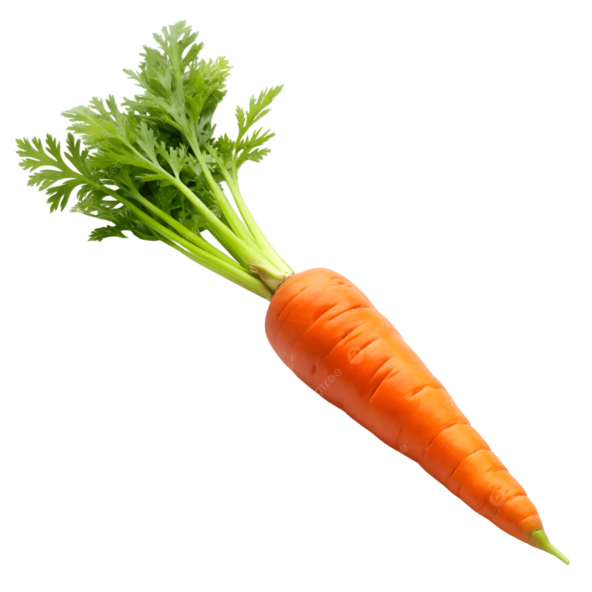 Ooty orange Carrot fresh vegetables